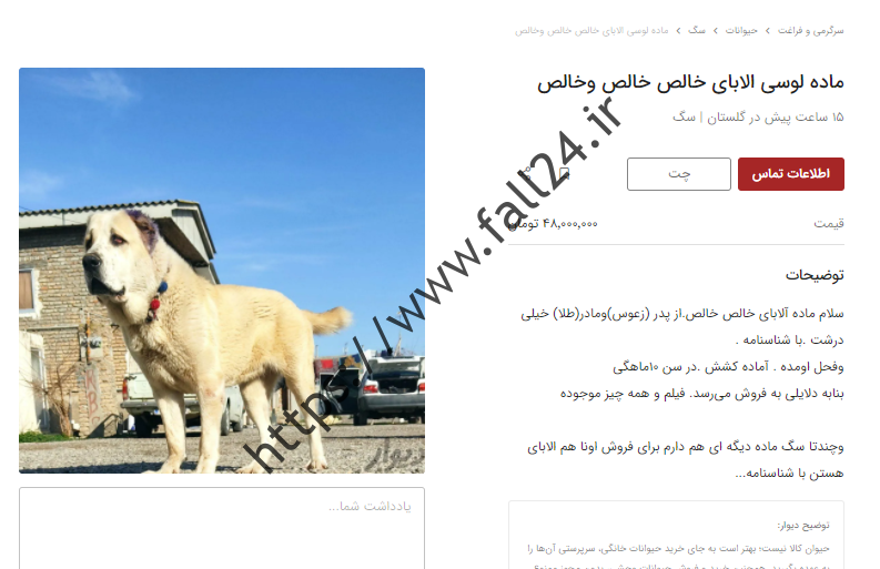 قیمت های عجیب سگ های چوپان!